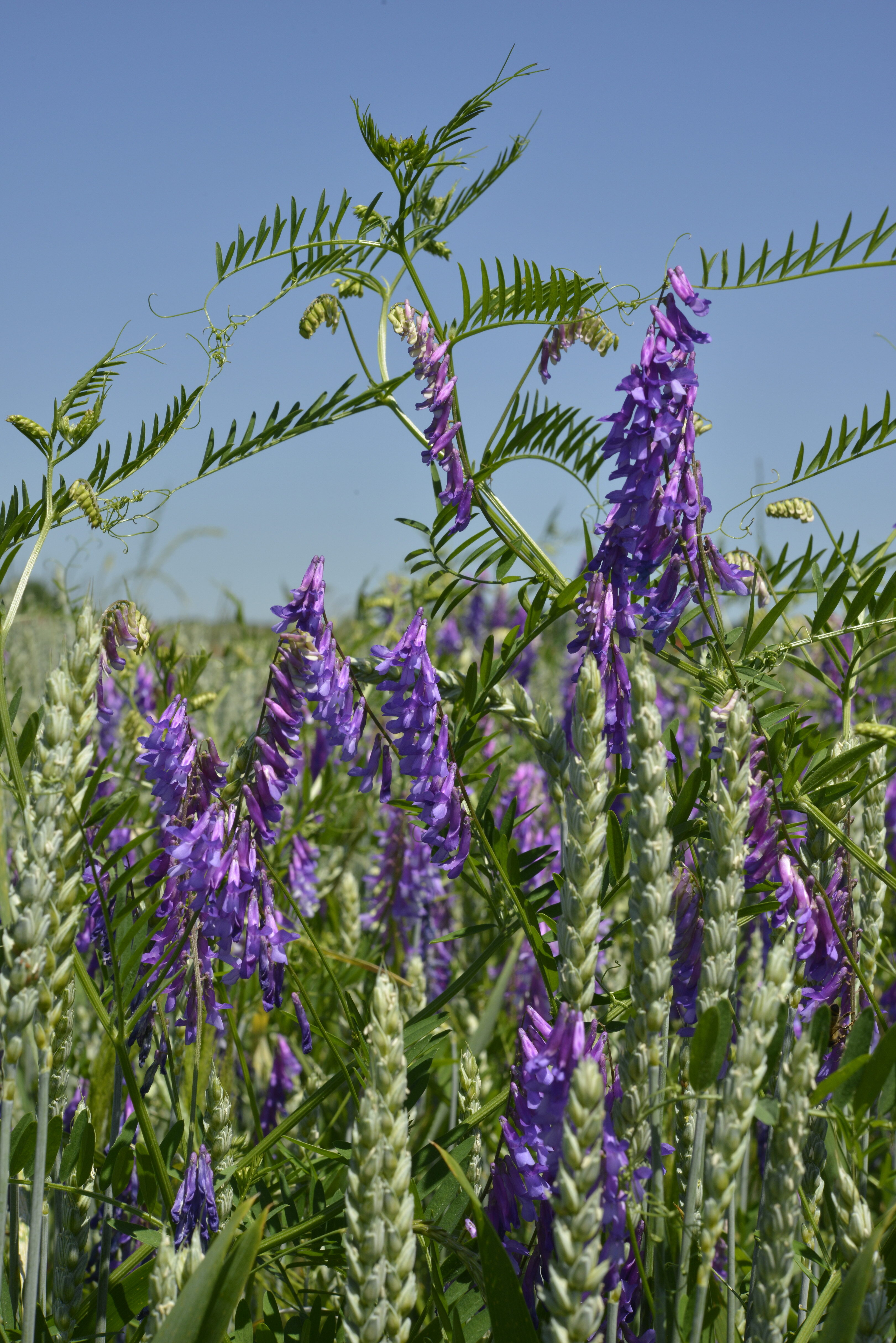 vicia-villosa-roth-subsp-villosa